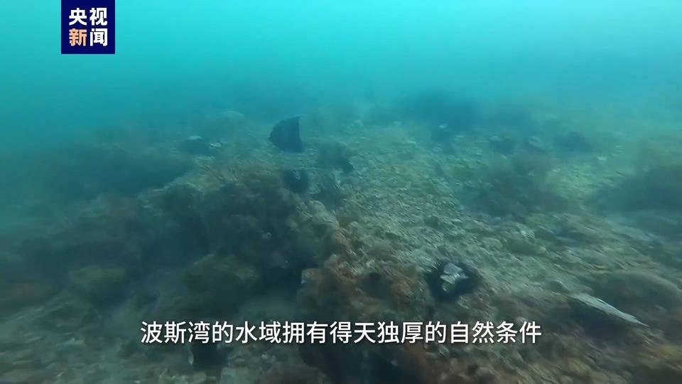 沉睡的珍宝 探秘阿拉伯传统采珠业