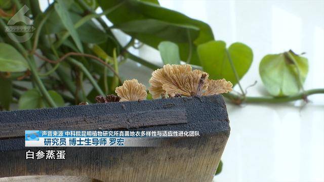 “可以蒸蛋”！昆明一女子家中搓衣板上长菌<strong></p>
<p>以太坊社区</strong>，品种竟是……