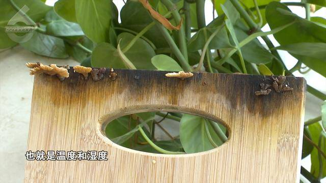 “可以蒸蛋”！昆明一女子家中搓衣板上长菌<strong></p>
<p>以太坊社区</strong>，品种竟是……