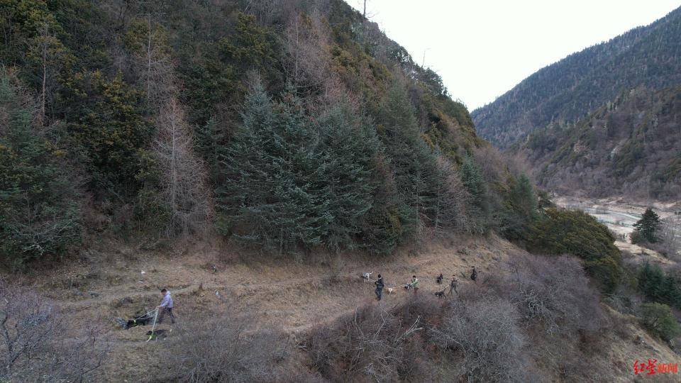 揭秘“野猪猎捕队”丨海拔3000米高山密林<strong></p>
<p>eth走势</strong>，记者跟队直击猎捕野猪全过程