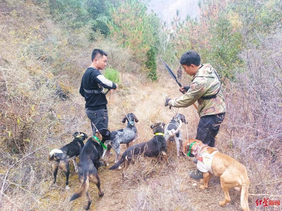 揭秘“野猪猎捕队”丨海拔3000米高山密林<strong></p>
<p>eth走势</strong>，记者跟队直击猎捕野猪全过程