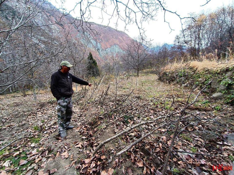 揭秘“野猪猎捕队”丨海拔3000米高山密林<strong></p>
<p>eth走势</strong>，记者跟队直击猎捕野猪全过程