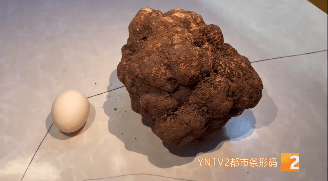 昆明一村民挖到1.7公斤超大松露<strong></p>
<p>eth走势</strong>！“看都看不够”