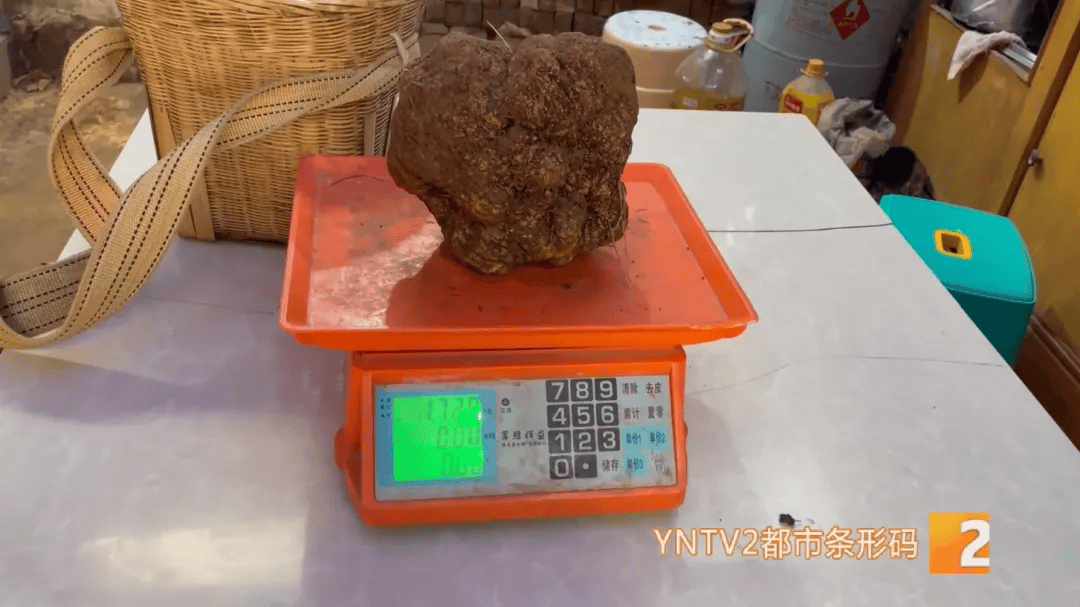 昆明一村民挖到1.7公斤超大松露<strong></p>
<p>eth走势</strong>！“看都看不够”