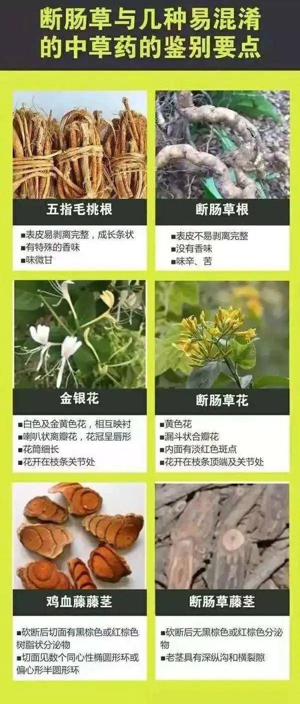 广东一老人买药材煲汤中毒身亡 当地：店铺误售断肠草<strong></p>
<p>比特币今日行情价格</strong>，老板被拘留