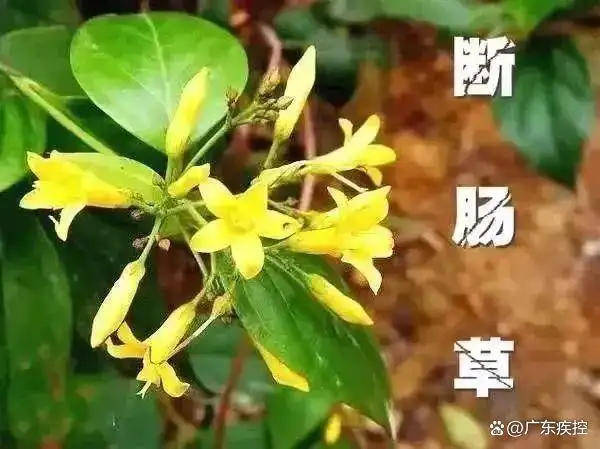 广东一老人买药材煲汤中毒身亡 当地：店铺误售断肠草<strong></p>
<p>比特币今日行情价格</strong>，老板被拘留