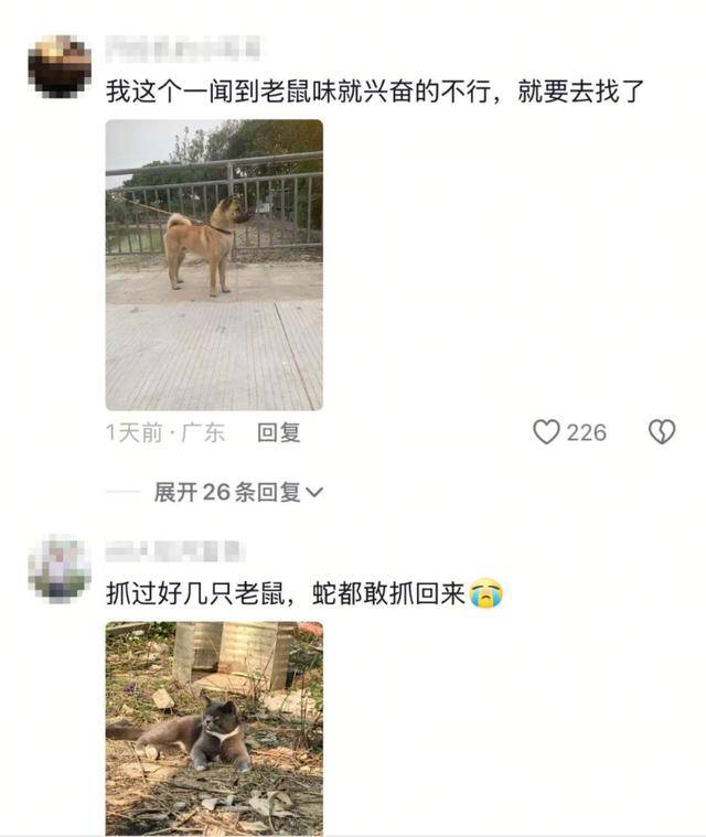 老鼠掉进泳池<strong></p>
<p>比特币交易网</strong>，广东大叔出动鸡猫狗团队，结果全被老鼠吓跑！网友坐不住纷纷晒战绩