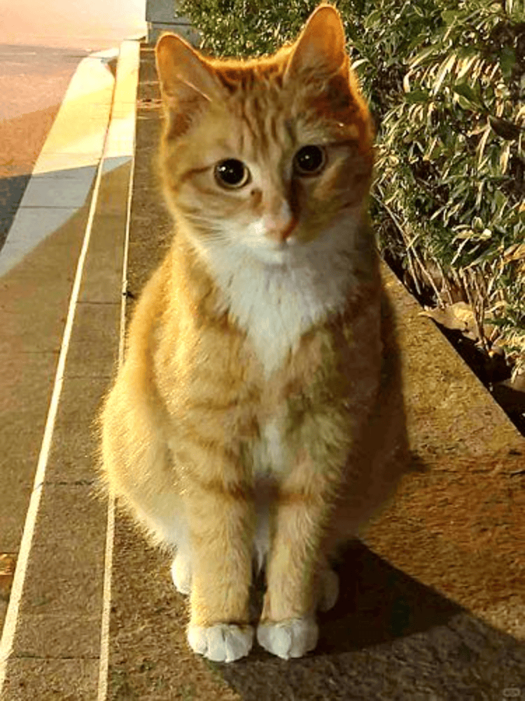 南京大学校庆日“校猫”被钢珠打碎头骨？校保卫处：看了一夜监控<strong></p>
<p>比特币行情走势图</strong>，暂未锁定嫌疑人