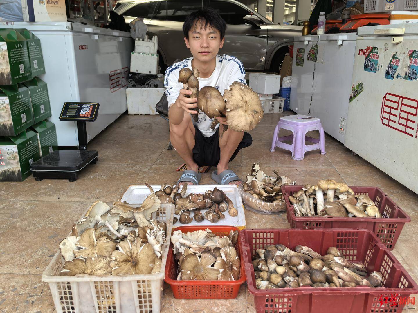 “天价”鸡枞调查：最贵卖到1800元/公斤！雨水少致产量低<strong></p>
<p>比特币行情实时走势图</strong>，多地价高客少