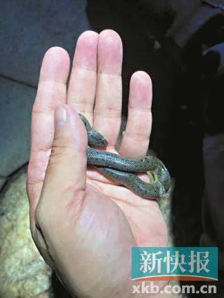 广州已进入蛇伤高发季节<strong></p>
<p>比特币风险</strong>，保命锦囊→