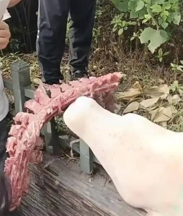 四川自贡一小学被曝使用发臭猪肉<strong></p>
<p>核算</strong>，官方通报：已封存，正在检测