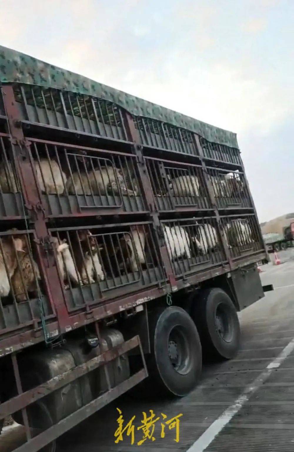 江苏养殖户称543只羊运到贵州遭羊贩盗卖<strong></p>
<p>币安api</strong>，当地警方立案又撤案，镇政府：双方合作养羊，账目存在分歧引发纠纷