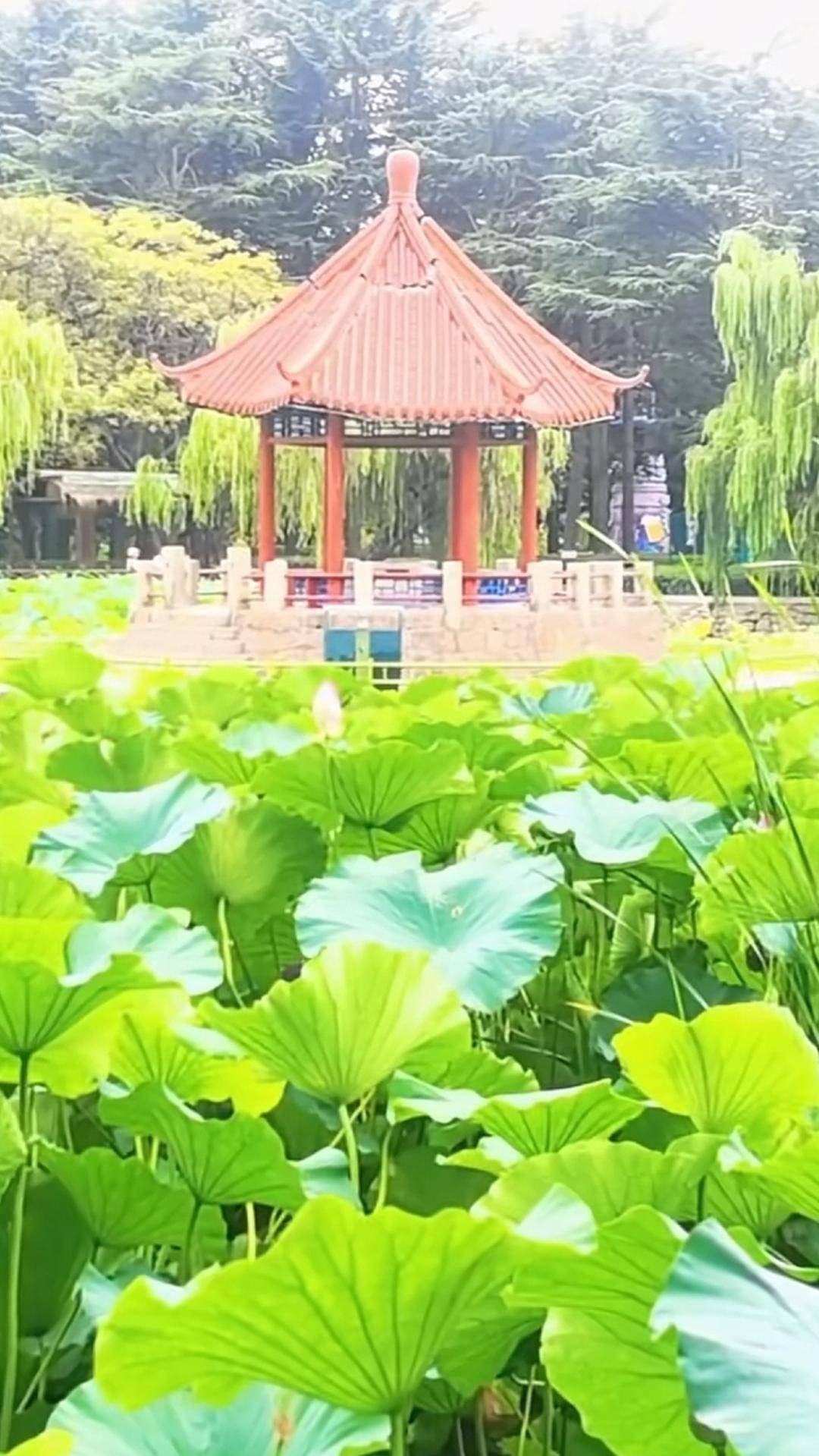 青岛中山公园一凉亭突然倒塌：一年前刚完成修缮<strong></p>
<p>狗狗币价格</strong>，园方称无伤亡原因待查