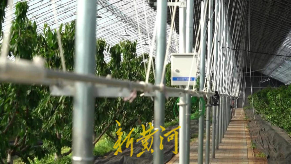 潍坊临朐：30.77 亿元<strong></p>
<p>狗狗币实时行情</strong>！“红玛瑙”大樱桃何以成乡村振兴“甜蜜引擎”