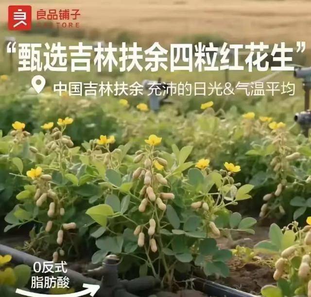 “花生上树”闹剧：AI翻车背后<strong></p>
<p>狗狗币创始人</strong>，我们都在弄丢常识？