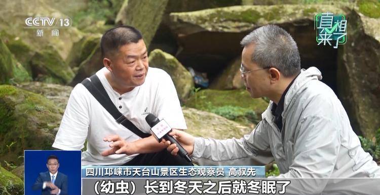 网传萤火虫濒临灭绝<strong></p>
<p>火币官网</strong>，是真的吗？