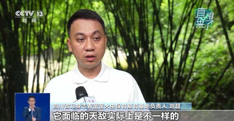 网传萤火虫濒临灭绝<strong></p>
<p>火币官网</strong>，是真的吗？