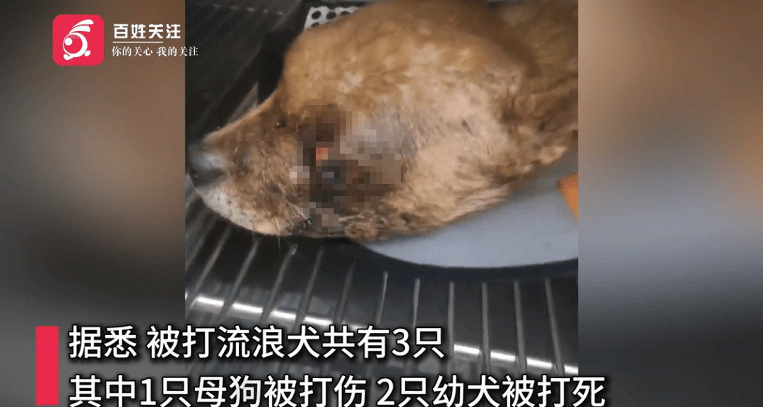 保安称“经常咬人”打死流浪犬<strong></p>
<p>火币钱包</strong>，居民上门讨说法：这个门卫穷凶极恶