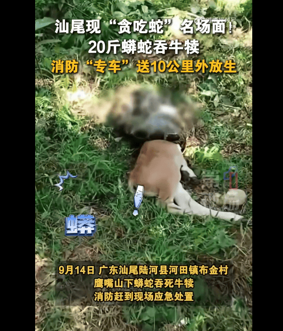 广东上演现实版贪吃蛇！汕尾惊现20斤大蟒蛇生吞牛犊；不幸遇到蛇怎么办<strong></p>
<p>火币钱包</strong>，快来看看这份手册