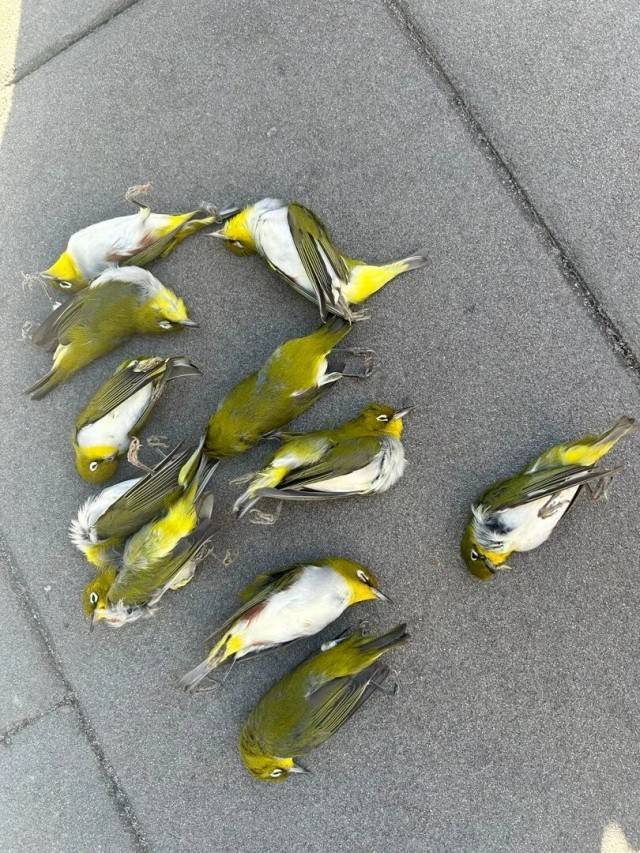 北京一座大厦楼下躺了14只鸟<strong></p>
<p>火币网下载</strong>，12只已死亡！元凶竟是玻璃
