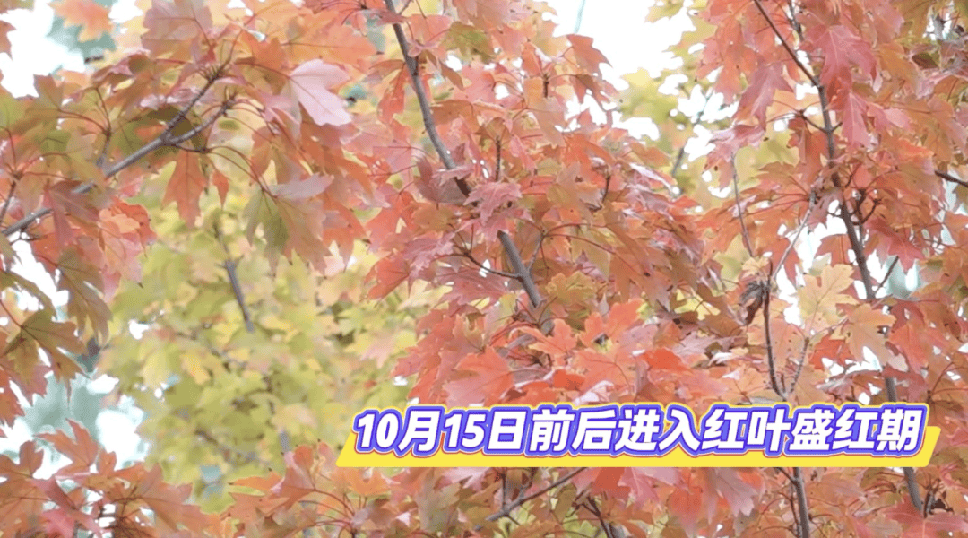 北京将迎新一轮秋雨<strong></p>
<p>欧易下载</strong>，赏红期预告来了！