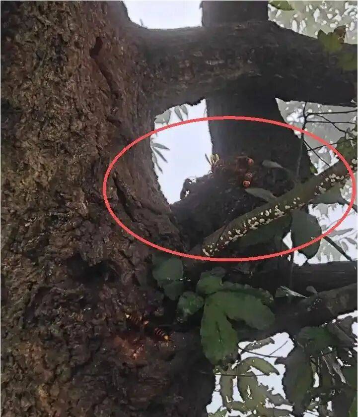 4名游客景区内遭马蜂袭击<strong></p>
<p>欧易下载</strong>，旅游度假区：是森林公园不卖门票，蜇伤先就医后提供证据投诉