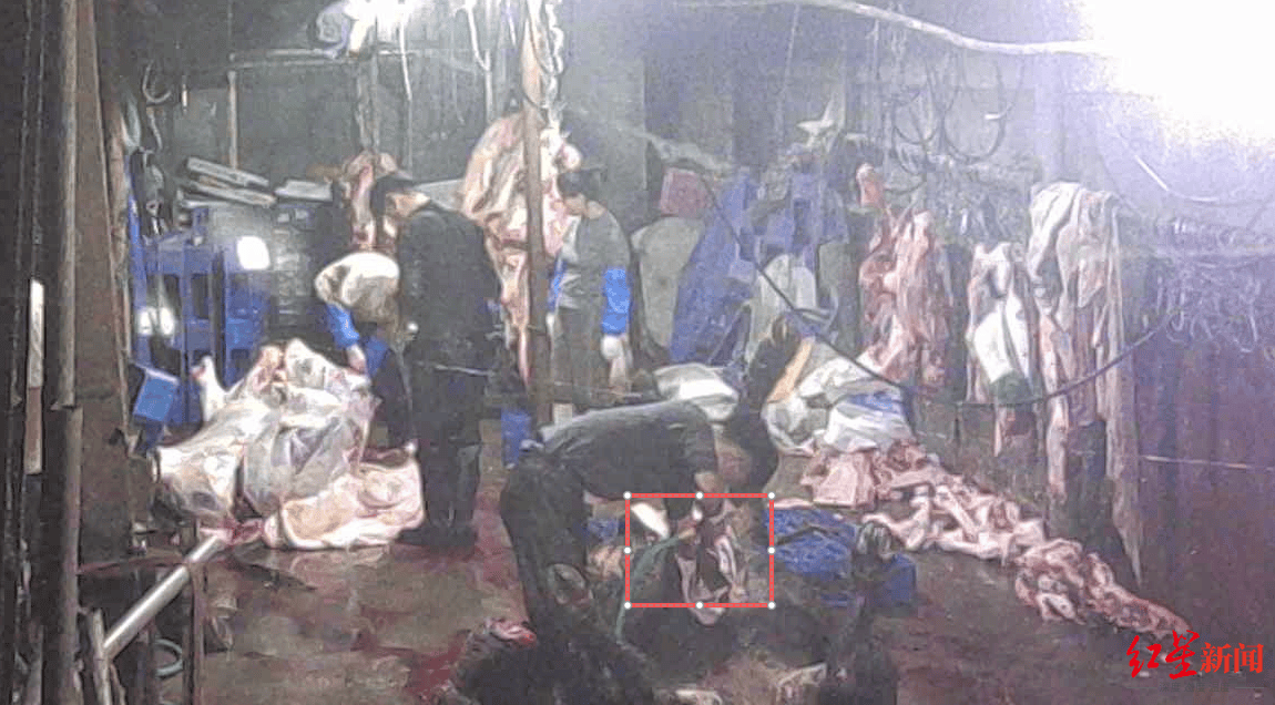 注水牛肉调查：屠宰场藏身农家院<strong></p>
<p>欧易交易所app下载</strong>，深夜切开牛胸注水数分钟，牛肉连夜送批发市场