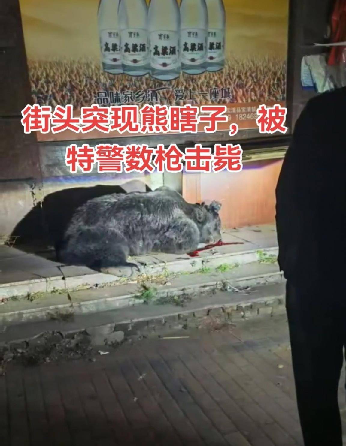 大黑熊夜里独闯黑龙江一县城闹市区<strong></p>
<p>欧易交易平台</strong>，警方连开10多枪击毙，回应为何没用麻醉枪