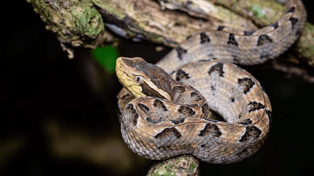 泰国女子在ATM机取钱<strong></p>
<p>易欧</strong>，取款口突然窜出一条蛇