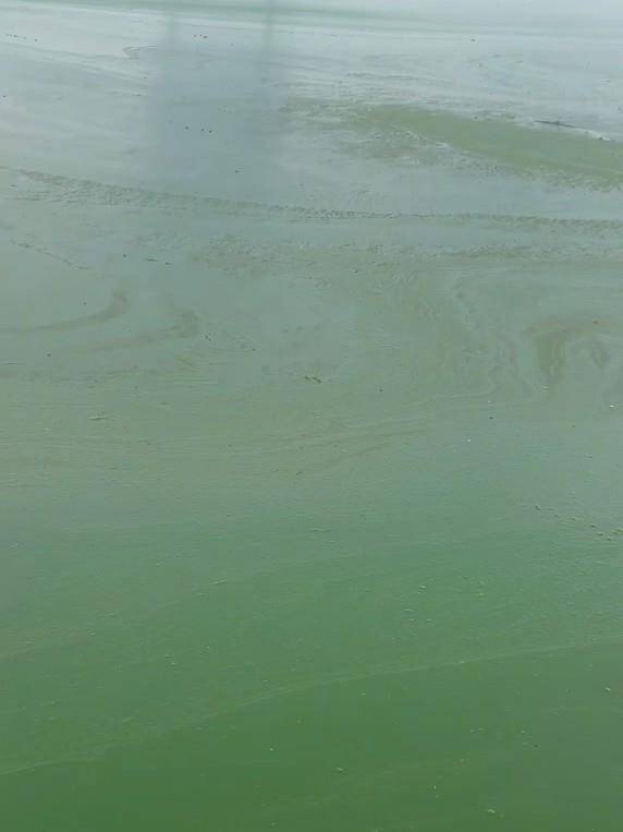 昆明滇池部分水域变绿有异味<strong></p>
<p>易欧app</strong>，管理局：特定气候下出现轻度水华，已处理控制