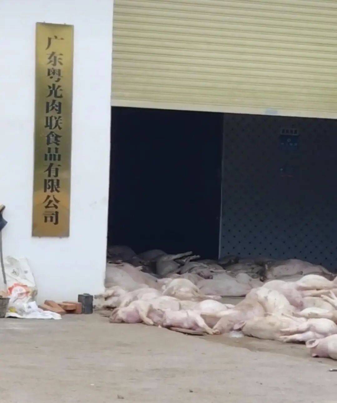 广东一肉联公司门口堆满死猪<strong></p>
<p>欧易平台</strong>，官方：7人被控制