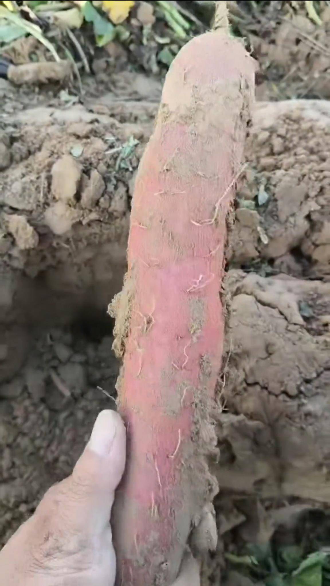 数百人冲进地里捡红薯<strong></p>
<p>欧易注册</strong>,田主称是秋收剩下的,网友:免费翻地,利人利己