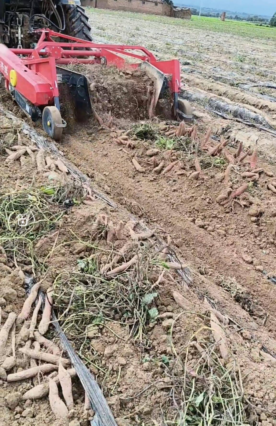 数百人冲进地里捡红薯<strong></p>
<p>欧易注册</strong>,田主称是秋收剩下的,网友:免费翻地,利人利己