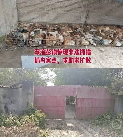 “成都一空置房非法囤猫”？官方通报：共发现被困小猫102只<strong></p>
<p>欧易注册</strong>，未发现虐猫行为