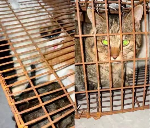 “成都一空置房非法囤猫”？官方通报：共发现被困小猫102只<strong></p>
<p>欧易注册</strong>，未发现虐猫行为