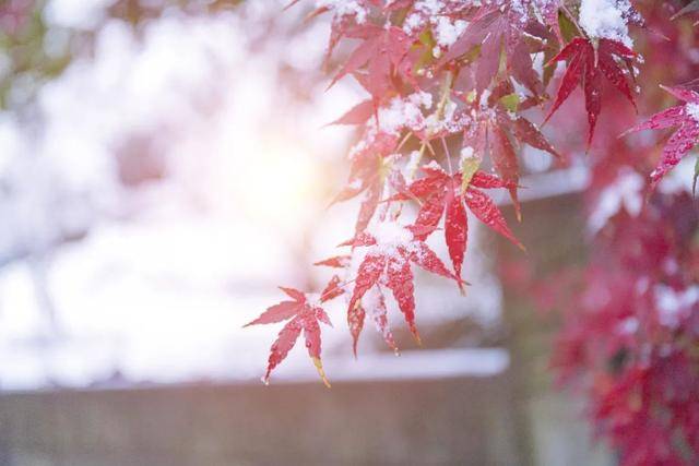 百年难遇“早立冬”来了<strong></p>
<p>欧易okex</strong>！有啥讲究？早看早准备！