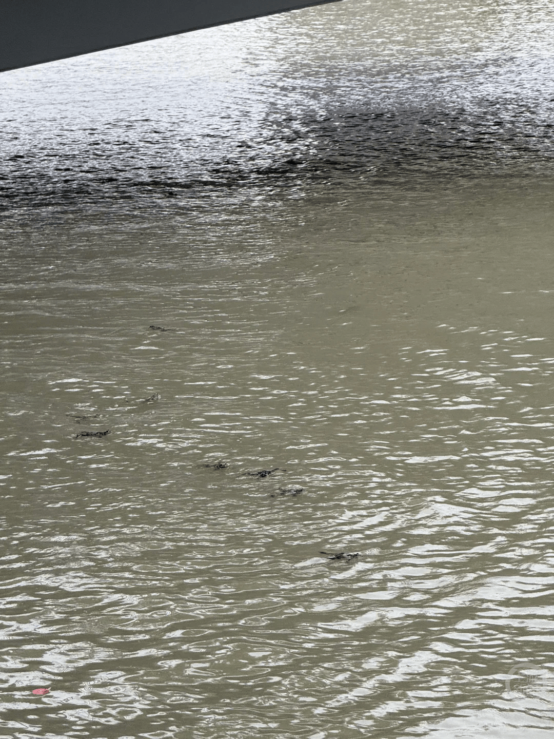 上海苏州河有人放生牛蛙？当地回应：严禁放生外来物种<strong></p>
<p>okex欧易</strong>，市民可提供相关线索