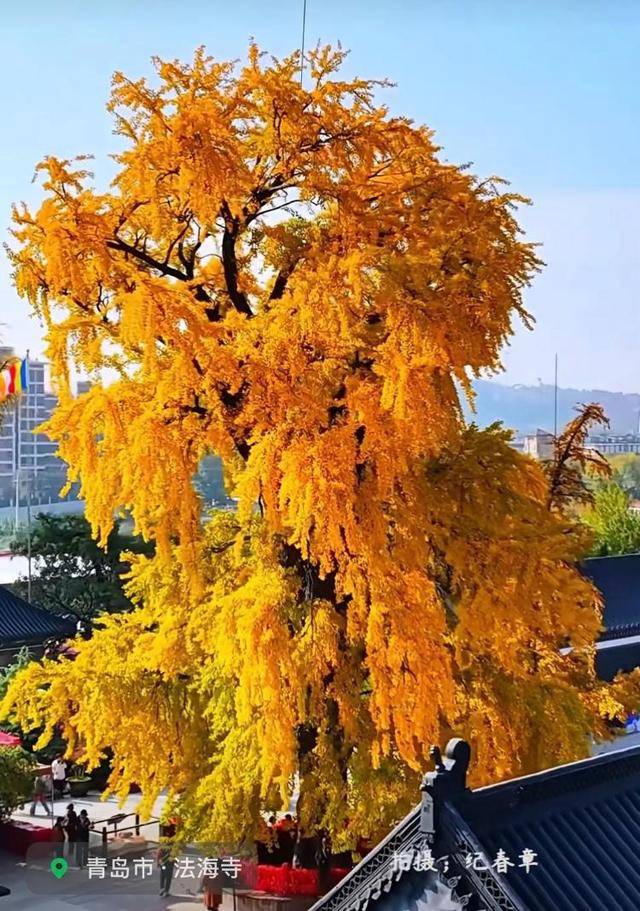 错过等一年！青岛1600岁“银杏王”满树金黄<strong></p>
<p>欧易更新</strong>，打卡的人“鼓”了
