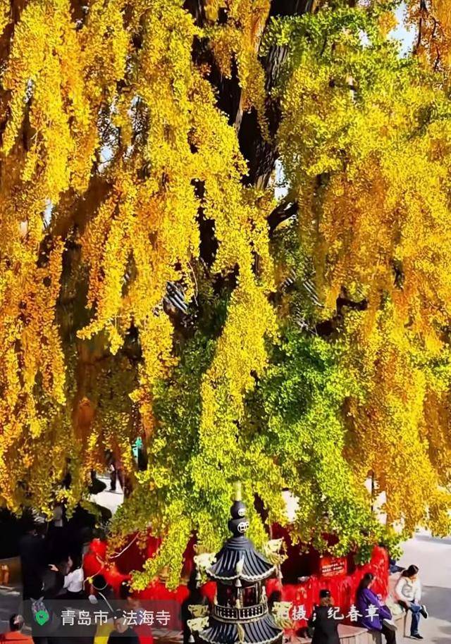 错过等一年！青岛1600岁“银杏王”满树金黄<strong></p>
<p>欧易更新</strong>，打卡的人“鼓”了