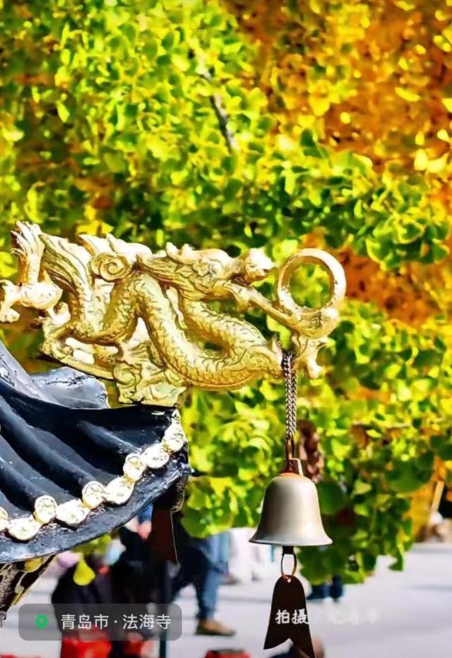 错过等一年！青岛1600岁“银杏王”满树金黄<strong></p>
<p>欧易更新</strong>，打卡的人“鼓”了