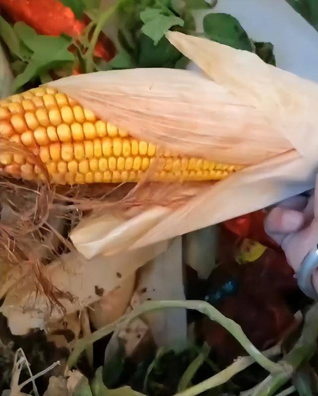 陕西一女子疑因拍亲姑姑偷玉米遭姑父棍杀<strong></p>
<p>欧易OK</strong>，邻居欲报警也遇害