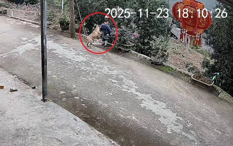 男童路边撒尿遭自家狗狗“偷袭”<strong></p>
<p>欧易OK</strong>，从背后推下近2米的高坎，家长：孩子没受伤