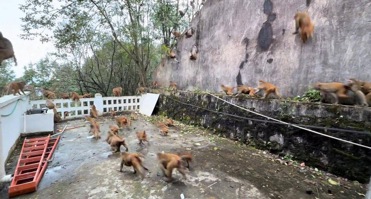 贵州黔灵山猴群一窝蜂冲下山<strong></p>
<p>欧易靠谱吗</strong>，网友称被吓得汗毛立起来！公园回应：猴群活动，很正常