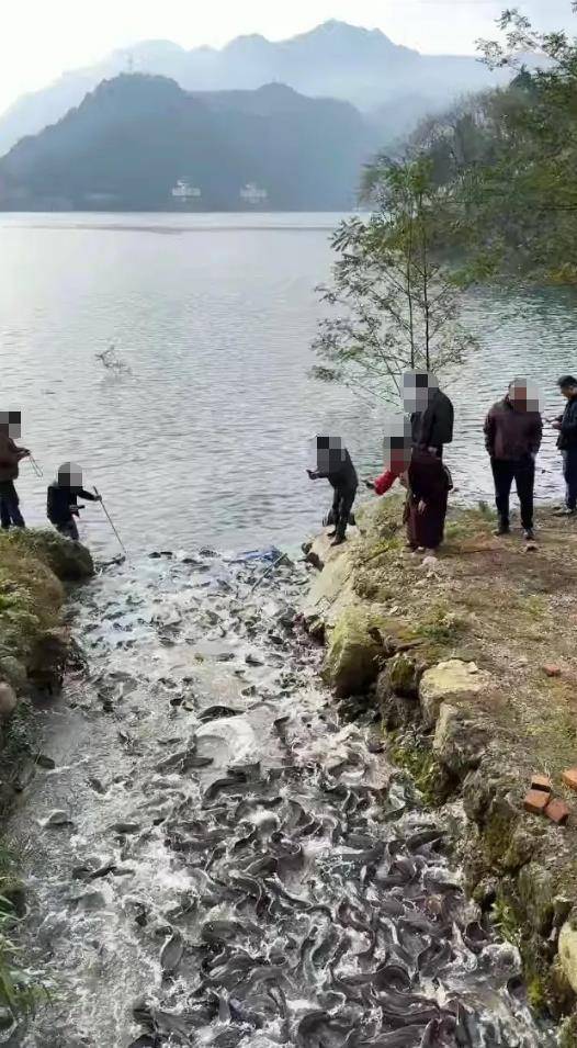 都江堰一水库被放生万斤外来物种埃及塘鲺？官方澄清：已进行阻止和打捞，经鉴定是本地八须鲶