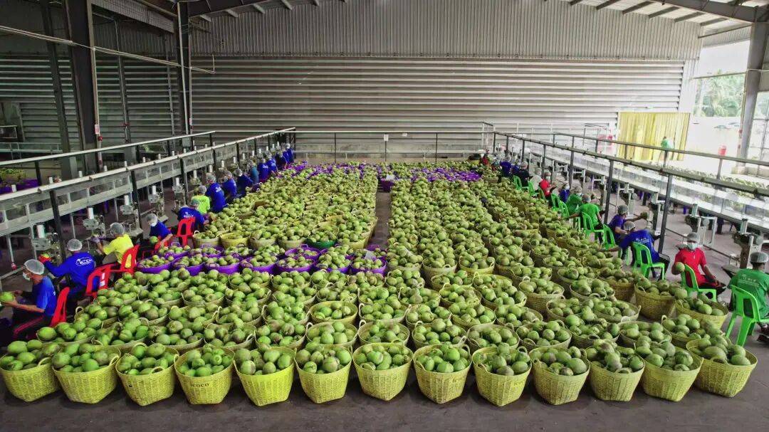 椰子水之外<strong></p>
<p>欧意官网</strong>，大公司争夺40亿元生椰市场