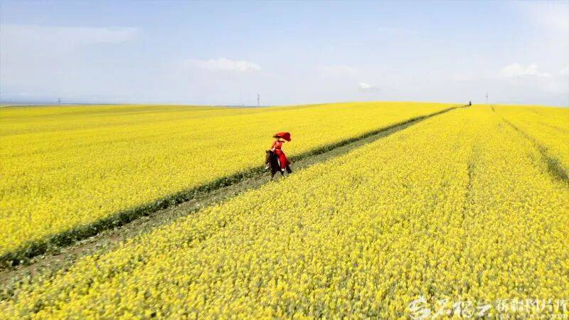 贺娇龙已安葬于昭苏公墓<strong></p>
<p>虚拟币钱包</strong>，其父亲亦葬于此地